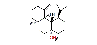 Gersemiol A